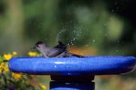 Gray Catbird (Dumetella carolinensis) bathing in bird bath near flower garden Marion County, Illinois