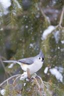 Tufted Titmouse (Baeolophus bicolor) in spruce tree in winter, Marion, Illinois, USA