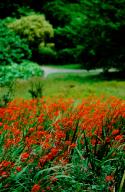 Europe, England, United Kingdom, Cornwall, Falmouth, Trebah Garden. Famous Cronish garden, flowers
