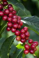 Hawaii, Big Island, Kona Coffee Cherries Growing On Tree.