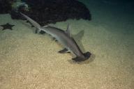 Scalloped Hammerhead Shark (Sphyrna lewini) along the sandy ocean floor; Hawaii, United States of
