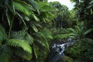 Honolii tropical forest and stream; Big Island, Hawaii, United States of