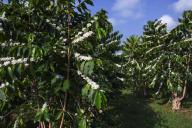 White Kona coffee trees; Holualoa, Big Island, Hawaii, United States of