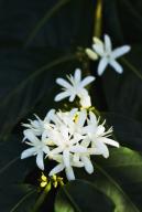 Blooming Kona coffee tree flowers; Holualoa, Big Island, Hawaii, United States of