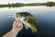 com.newscom.model.mediaobject.impl.MSMediaObject@590047fd[tagId=depphotos263430,docId=34549851HighRes,ftSubject=Largemouth bass caught at a Nebraska farm pond, USA,rfrm=<null>]