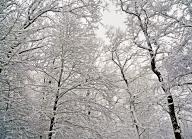 com.newscom.model.mediaobject.impl.MSMediaObject@4bc6e5e5[tagId=depphotos264828,docId=34551878HighRes,ftSubject=Snow-laden tree branches in a forest under an overcast sky,rfrm=<null>]
