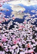 com.newscom.model.mediaobject.impl.MSMediaObject@455b444e[tagId=depphotos264830,docId=34552061HighRes,ftSubject=Pink cherry blossom petals lie in a water puddle that reflects white clouds in a blue sky,rfrm=<null>]