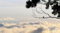 com.newscom.model.mediaobject.impl.MSMediaObject@1b4c8c0b[tagId=depphotos264832,docId=34552057HighRes,ftSubject=Mourning dove rests in silhouette on a tree branch overlooking an ocean of clouds,rfrm=<null>]