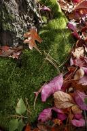 com.newscom.model.mediaobject.impl.MSMediaObject@752bd2f9[tagId=depphotos264833,docId=34552054HighRes,ftSubject=Fallen autumn leaves are gathered around the mossy base of a tree,rfrm=<null>]