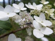 com.newscom.model.mediaobject.impl.MSMediaObject@6036c40[tagId=depphotos264837,docId=34552046HighRes,ftSubject=Unidentified insect drinks nectar from a hydrangea plant,rfrm=<null>]