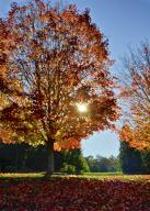 com.newscom.model.mediaobject.impl.MSMediaObject@2140fc09[tagId=depphotos264841,docId=34552037HighRes,ftSubject=Sun illuminates beautiful tree foliage in autumn,rfrm=<null>]
