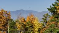 com.newscom.model.mediaobject.impl.MSMediaObject@21b43742[tagId=depphotos264842,docId=34552035HighRes,ftSubject=Turkey vulture flies over autumn foliage in the Blue Ridge Mountains, USA,rfrm=<null>]