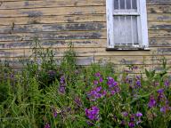com.newscom.model.mediaobject.impl.MSMediaObject@35e4e995[tagId=depphotos264858,docId=34552077HighRes,ftSubject=Weeds and wildflowers against a decaying structure,rfrm=<null>]