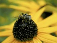 com.newscom.model.mediaobject.impl.MSMediaObject@2e656128[tagId=depphotos264865,docId=34552141HighRes,ftSubject=Bee resting on a Black-eyed susan blossom, Rudbeckia hirta,rfrm=<null>]