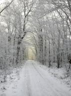 com.newscom.model.mediaobject.impl.MSMediaObject@29d4f963[tagId=depphotos264875,docId=34552092HighRes,ftSubject=Snowy road through a woodland,rfrm=<null>]
