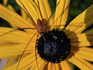 com.newscom.model.mediaobject.impl.MSMediaObject@4c80326[tagId=depphotos264891,docId=34552158HighRes,ftSubject=Brown daddy longlegs spider on a Black-eyed susan petal, Rudbeckia hirta,rfrm=<null>]