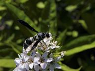 com.newscom.model.mediaobject.impl.MSMediaObject@1d34ce4d[tagId=depphotos264894,docId=34552151HighRes,ftSubject=Insect resting on white blossoms,rfrm=<null>]