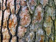 com.newscom.model.mediaobject.impl.MSMediaObject@59a12ffe[tagId=depphotos264895,docId=34552149HighRes,ftSubject=Natural patterns of tree bark,rfrm=<null>]