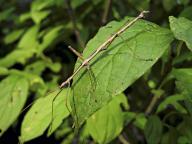 com.newscom.model.mediaobject.impl.MSMediaObject@62f6f969[tagId=depphotos264909,docId=34552312HighRes,ftSubject=Walkingstick insect walking across a leaf,rfrm=<null>]