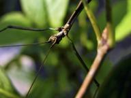 com.newscom.model.mediaobject.impl.MSMediaObject@8bbdde4[tagId=depphotos264910,docId=34552310HighRes,ftSubject=Stick insect on a plant,rfrm=<null>]