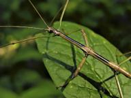 com.newscom.model.mediaobject.impl.MSMediaObject@39017878[tagId=depphotos264911,docId=34552308HighRes,ftSubject=Stick insect crawling across a leaf,rfrm=<null>]
