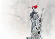 com.newscom.model.mediaobject.impl.MSMediaObject@28f1754f[tagId=depphotos264912,docId=34552306HighRes,ftSubject=Male pileated woodpecker clings to the top of a locust tree post.,rfrm=<null>]