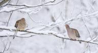 com.newscom.model.mediaobject.impl.MSMediaObject@bfd9b2a[tagId=depphotos264913,docId=34552304HighRes,ftSubject=Two mourning doves rest on a tree branch in snow,rfrm=<null>]