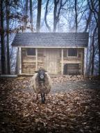 com.newscom.model.mediaobject.impl.MSMediaObject@5d7f334c[tagId=depphotos264914,docId=34552302HighRes,ftSubject=Lone sheep stands on fallen leaves on a dark misty autumn day,rfrm=<null>]