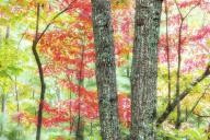 com.newscom.model.mediaobject.impl.MSMediaObject@6f0f5223[tagId=depphotos264915,docId=34552299HighRes,ftSubject=Lichen and red foliage in a woodland area,rfrm=<null>]