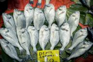 com.newscom.model.mediaobject.impl.MSMediaObject@4590c2c5[tagId=depphotos264933,docId=34552604HighRes,ftSubject=Fresh fish for sale at a market in Instanbul, Turkey,rfrm=<null>]