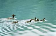 com.newscom.model.mediaobject.impl.MSMediaObject@67e1b8e3[tagId=depphotos265419,docId=34553455HighRes,ftSubject=Family of Merganser ducks swim in a lake,rfrm=<null>]