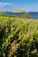 com.newscom.model.mediaobject.impl.MSMediaObject@66e31952[tagId=depphotos265423,docId=34553445HighRes,ftSubject=Wildflowers in bloom along a seaside cliff,rfrm=<null>]