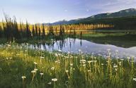 com.newscom.model.mediaobject.impl.MSMediaObject@64ba64f8[tagId=depphotos265425,docId=34553443HighRes,ftSubject=Daisies grow near a lake in Yoho National Park, BC, Canada,rfrm=<null>]