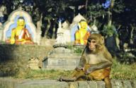 com.newscom.model.mediaobject.impl.MSMediaObject@32c48d5a[tagId=depphotos265436,docId=34553432HighRes,ftSubject=Rhesus monkey at the Swayambhunath Temple in Kathmandu, Nepal,rfrm=<null>]