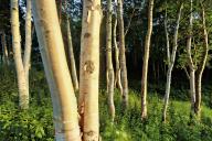 com.newscom.model.mediaobject.impl.MSMediaObject@47185d02[tagId=depphotos265445,docId=34553415HighRes,ftSubject=Afternoon light on a stand of birch trees,rfrm=<null>]