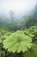 com.newscom.model.mediaobject.impl.MSMediaObject@35749326[tagId=depphotos265449,docId=34553411HighRes,ftSubject=Fog and rainforest foliage in Costa Rica,rfrm=<null>]