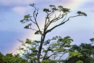 com.newscom.model.mediaobject.impl.MSMediaObject@603e1a4d[tagId=depphotos265450,docId=34553410HighRes,ftSubject=Rainbow arches behind the branches of a rainforest tree,rfrm=<null>]