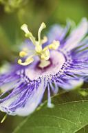 com.newscom.model.mediaobject.impl.MSMediaObject@3cad1bac[tagId=depphotos265451,docId=34553409HighRes,ftSubject=Close view of a Passion flower,rfrm=<null>]