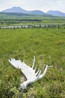 com.newscom.model.mediaobject.impl.MSMediaObject@4939072d[tagId=depphotos265455,docId=34553405HighRes,ftSubject=Sun bleached moose antler on a grassy field in the Yukon Territory, Canada,rfrm=<null>]