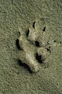 com.newscom.model.mediaobject.impl.MSMediaObject@61bf7938[tagId=depphotos265458,docId=34553402HighRes,ftSubject=Wolf track in the sand along the Firth River, Yukon, Canada,rfrm=<null>]