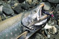 com.newscom.model.mediaobject.impl.MSMediaObject@31555015[tagId=depphotos265460,docId=34553400HighRes,ftSubject=Fresh-caught Arctic char with a fishing fly in its mouth,rfrm=<null>]