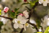 com.newscom.model.mediaobject.impl.MSMediaObject@36632997[tagId=depphotos265553,docId=34554848HighRes,ftSubject=White cherry blossoms, Amygdaloideae,rfrm=<null>]
