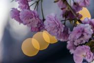 com.newscom.model.mediaobject.impl.MSMediaObject@29e32880[tagId=depphotos265554,docId=34554846HighRes,ftSubject=Pink cherry blossoms at twilight,rfrm=<null>]