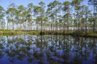 com.newscom.model.mediaobject.impl.MSMediaObject@65bdbaf7[tagId=depphotos265564,docId=34553318HighRes,ftSubject=Trees reflected in the pristine, river water at Okefenokee National Wildlife Refuge, Georgia, USA,rfrm=<null>]