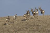 com.newscom.model.mediaobject.impl.MSMediaObject@a62ca45[tagId=depphotos265577,docId=34556479HighRes,ftSubject=Herd of mule deer on the landscape of Grasslands National Park, Saskatchewan, Canada,rfrm=<null>]