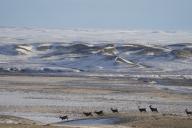com.newscom.model.mediaobject.impl.MSMediaObject@a67a28c[tagId=depphotos265578,docId=34556480HighRes,ftSubject=Herd of mule deer on the snowy landscape of Grasslands National Park, Saskatchewan, Canada,rfrm=<null>]