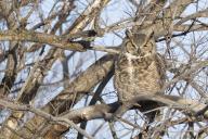 com.newscom.model.mediaobject.impl.MSMediaObject@57eaf212[tagId=depphotos265583,docId=34556474HighRes,ftSubject=Great Horned Owl, Bubo virginianus, perched in a tree,rfrm=<null>]