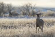 com.newscom.model.mediaobject.impl.MSMediaObject@3b7505f6[tagId=depphotos265584,docId=34556472HighRes,ftSubject=Portrait of a mule deer standing on a snowy field at sunrise, Val Marie, Saskatchewan, Canada,rfrm=<null>]
