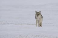 com.newscom.model.mediaobject.impl.MSMediaObject@639678e[tagId=depphotos265589,docId=34556469HighRes,ftSubject=Coyote walking across a wintry landscape near Val Marie, Saskatchewan, Canada,rfrm=<null>]