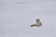 com.newscom.model.mediaobject.impl.MSMediaObject@6dd25eeb[tagId=depphotos265590,docId=34556468HighRes,ftSubject=Coyote laying on a snow-covered field in a wintry landscape near Val Marie, Saskatchewan, Canada,rfrm=<null>]
